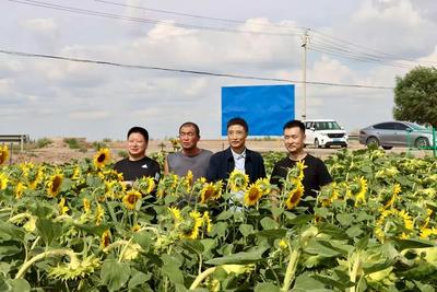 蘭大綠色材料研發中心科研賦能 復合微生物肥料助力景泰鹽堿地“喜變”良田